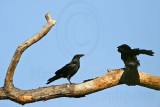 _MG_8615 Fish Crow.jpg