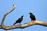 _MG_8616 Fish Crow.jpg