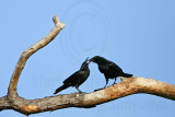 _MG_8619 Fish Crow.jpg