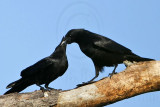 _MG_8621crop Fish Crow.jpg