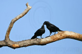 _MG_8624 Fish Crow.jpg
