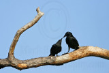 _MG_8627 Fish Crow.jpg