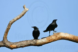 _MG_8633 Fish Crow.jpg