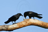 _MG_8650 Fish Crow.jpg