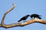 _MG_8651 Fish Crow.jpg