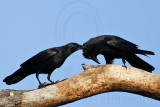 _MG_8657crop Fish Crow.jpg