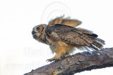_MG_0008 Great Horned Owl.jpg