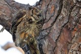 _MG_0031 Great Horned Owl.jpg