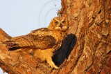 _MG_0293 Great Horned Owl.jpg