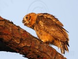 _MG_0323 Great Horned Owl.jpg