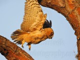 _MG_0484 Great Horned Owljpg