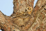_MG_0775 Great Horned Owl.jpg