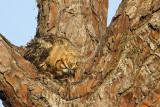 _MG_0785 Great Horned Owl.jpg