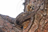 _MG_9889 Great Horned Owl.jpg