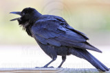 _MG_7035 Fish Crow.jpg