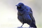 _MG_7064 Fish Crow.jpg