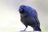 _MG_7074 Fish Crow.jpg