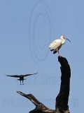 _MG_0913 Fish Crow & White Ibis.jpg