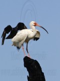 _MG_0959crop Fish Crow & White Ibis.jpg