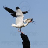 _MG_0967crop Fish Crow & White Ibis.jpg