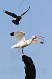 _MG_0968 Fish Crow & White Ibis.jpg