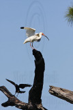 _MG_1005 Fish Crow & White Ibis.jpg