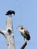 _MG_1113 Fish Crow & White Ibis.jpg