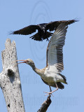 _MG_1138 Fish Crow & White Ibis.jpg