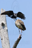 _MG_1168 Fish Crow & White Ibis.jpg