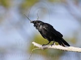 Osprey - Natural Enemies - Crows