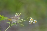_MG_2891 Palm Warbler.jpg