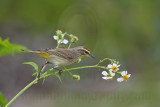 _MG_2898 Palm Warbler.jpg