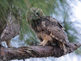 _MG_3204 Great Horned Owl.jpg