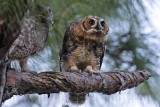 _MG_3215 Great Horned Owl.jpg