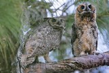_MG_3238 Great Horned Owl.jpg