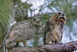 _MG_3272 Great Horned Owl.jpg