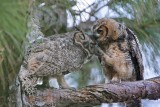 Great Horned Owl April 2008 - Allopreening