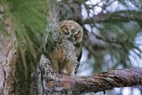 _MG_3361 Great Horned Owl.jpg