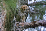 _MG_3371 Great Horned Owl.jpg
