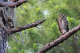 _MG_3516 Great Horned Owl.jpg