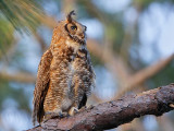 _MG_3576 Great Horned Owl.jpg