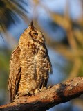 _MG_3705 Great Horned Owl.jpg