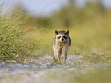 _MG_1271 Raccoon.jpg