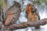 _MG_7667 Great Horned Owl.jpg