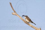 _MG_8180 Gray Kingbird.jpg