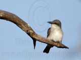 _MG_8237 Gray Kingbird.jpg