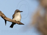 _MG_8246 Gray Kingbird.jpg