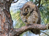_MG_8483 Great Horned Owl.jpg