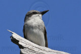 _MG_9025 Gray Kingbird.jpg