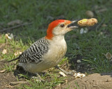 Redbellied  Woodpecker